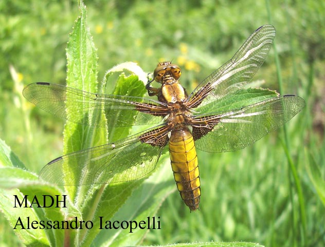 Libellula depressa